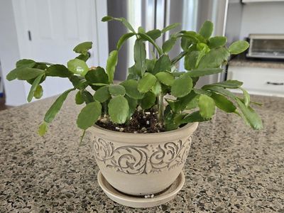 Beautiful Flowering Cactus in Decorative Pot