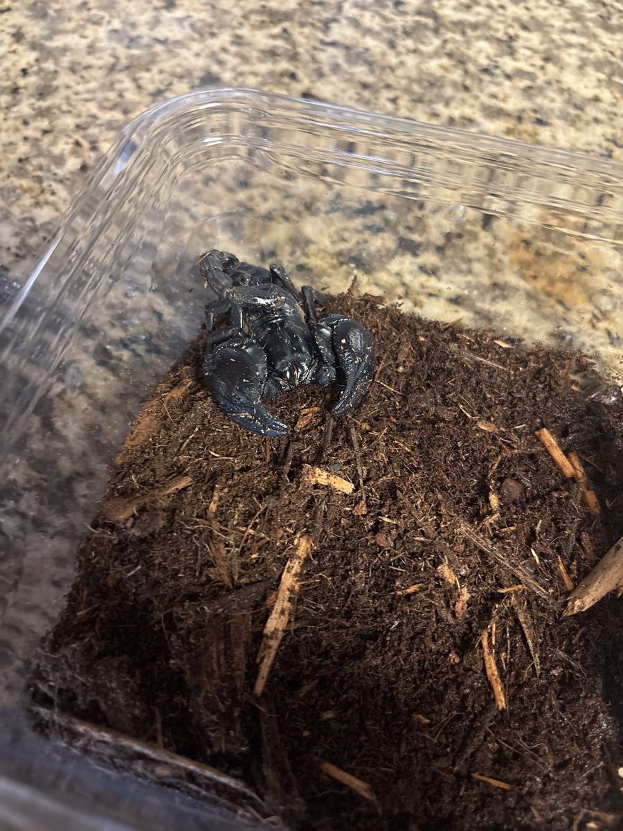 Asian Forest Scorpion