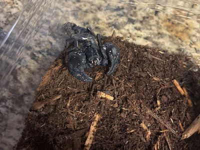 Asian Forest Scorpion