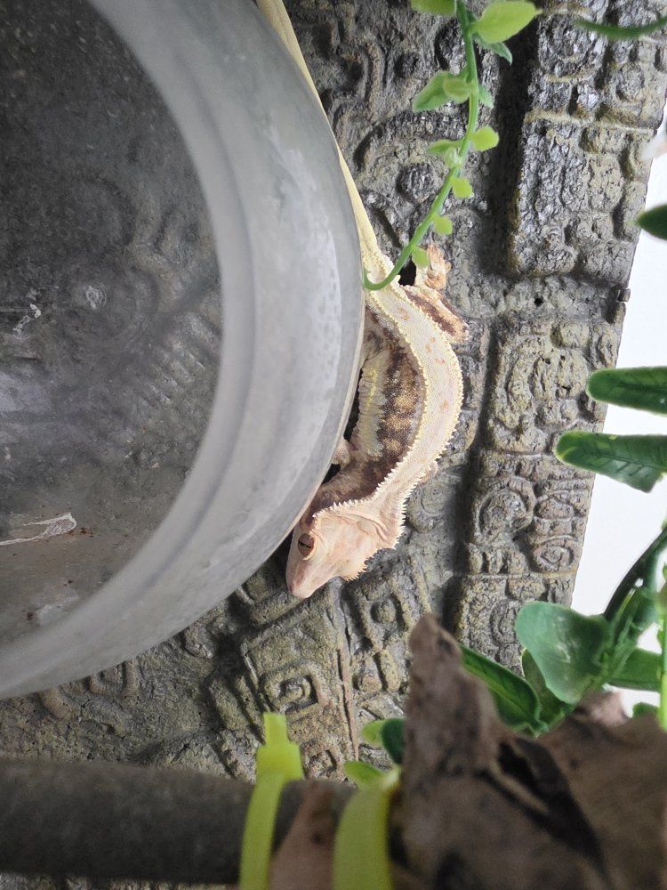Male Lilly White Crested Gecko with 18x18x24 enclosure and light - Low Maintenance Pet