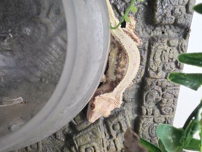 Male Lilly White Crested Gecko with 18x18x24 enclosure and light - Low Maintenance Pet