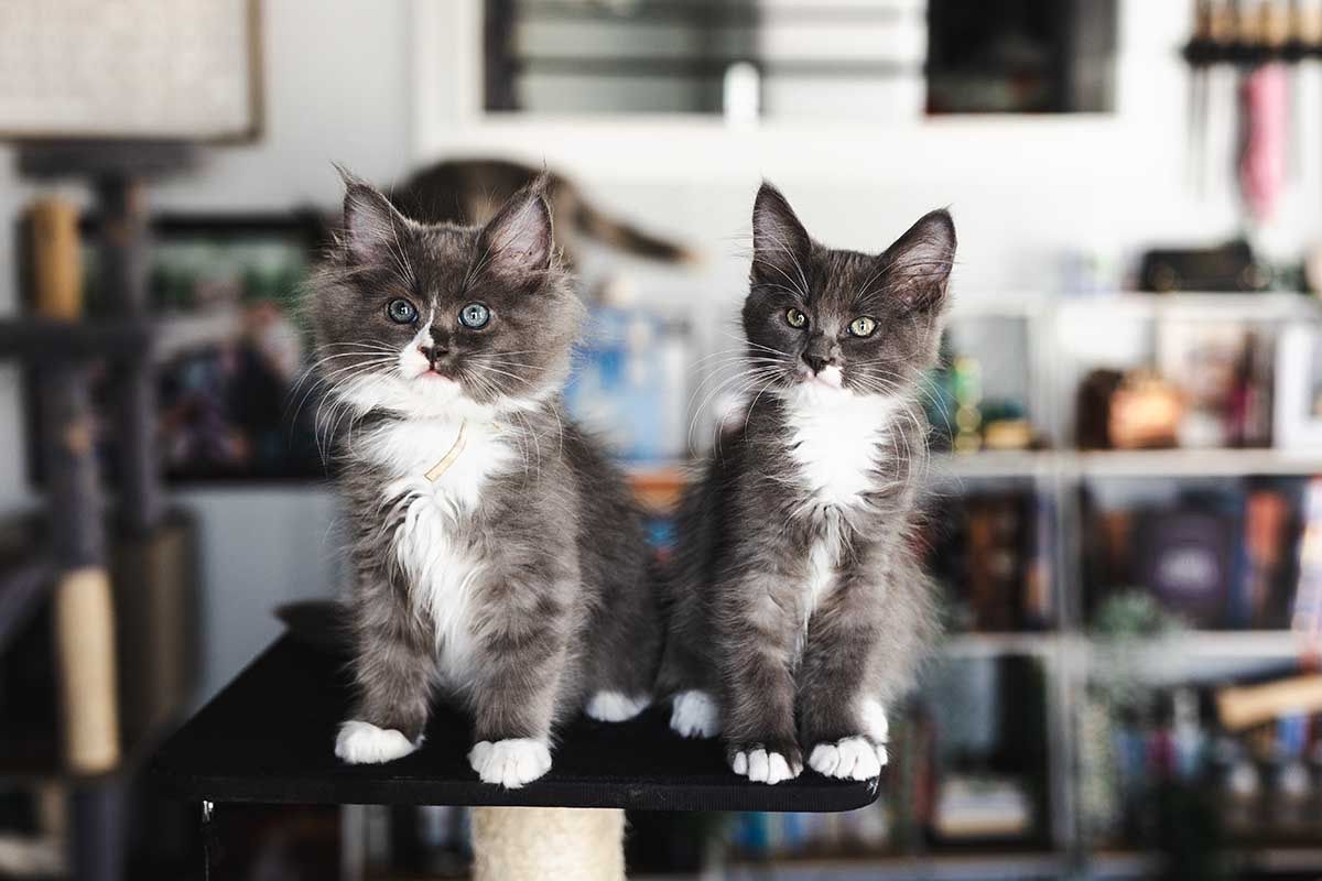 Ragdoll Maine Coon Mix Kittens READY TO GO HOME NOW