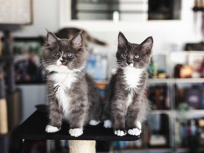 Ragdoll Maine Coon Mix Kittens READY TO GO HOME NOW