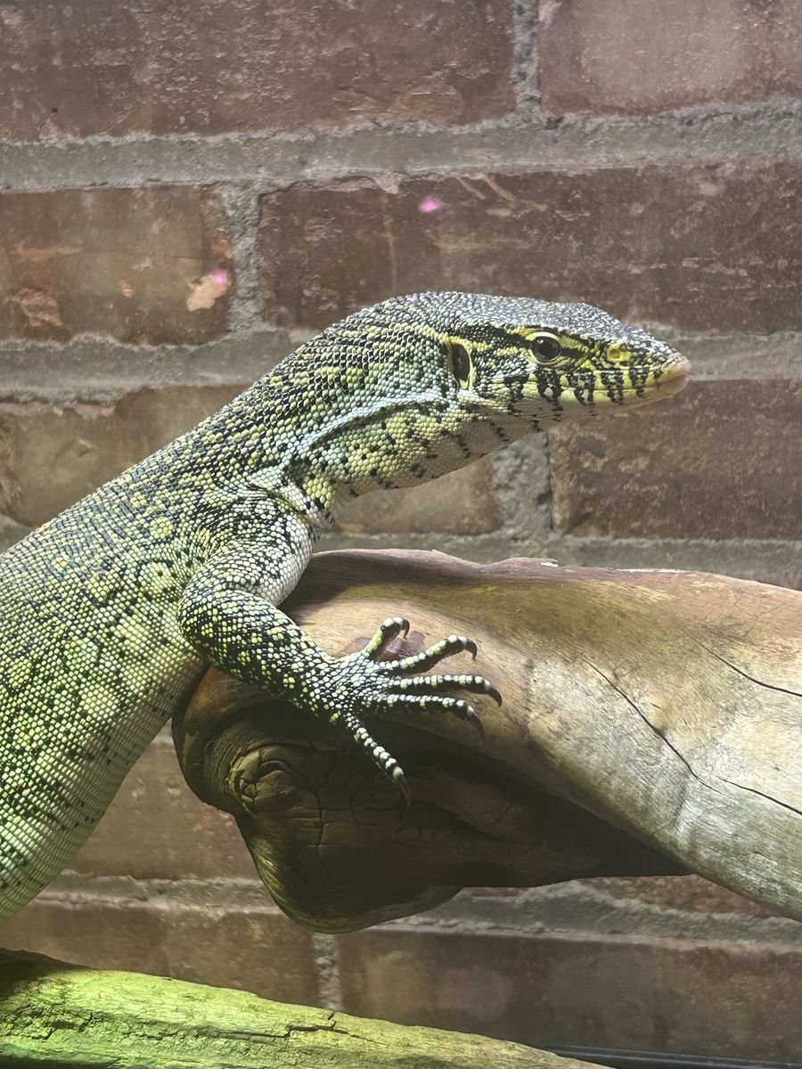 Nile Monitor Lizard