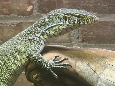 Nile Monitor Lizard
