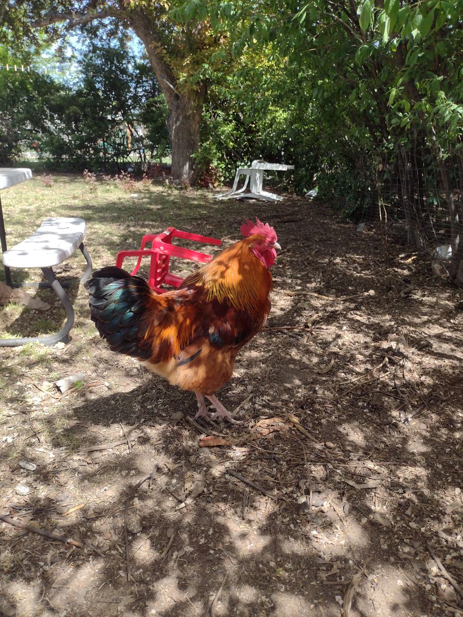 Rooster