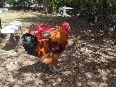 Rooster