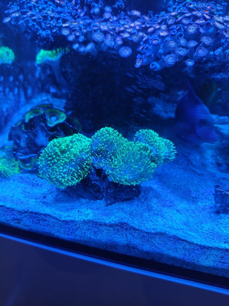corals for sale.