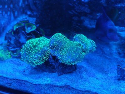 corals for sale.