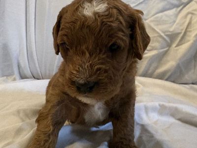 Mini F1b Aussidoodle Puppies, Doodle