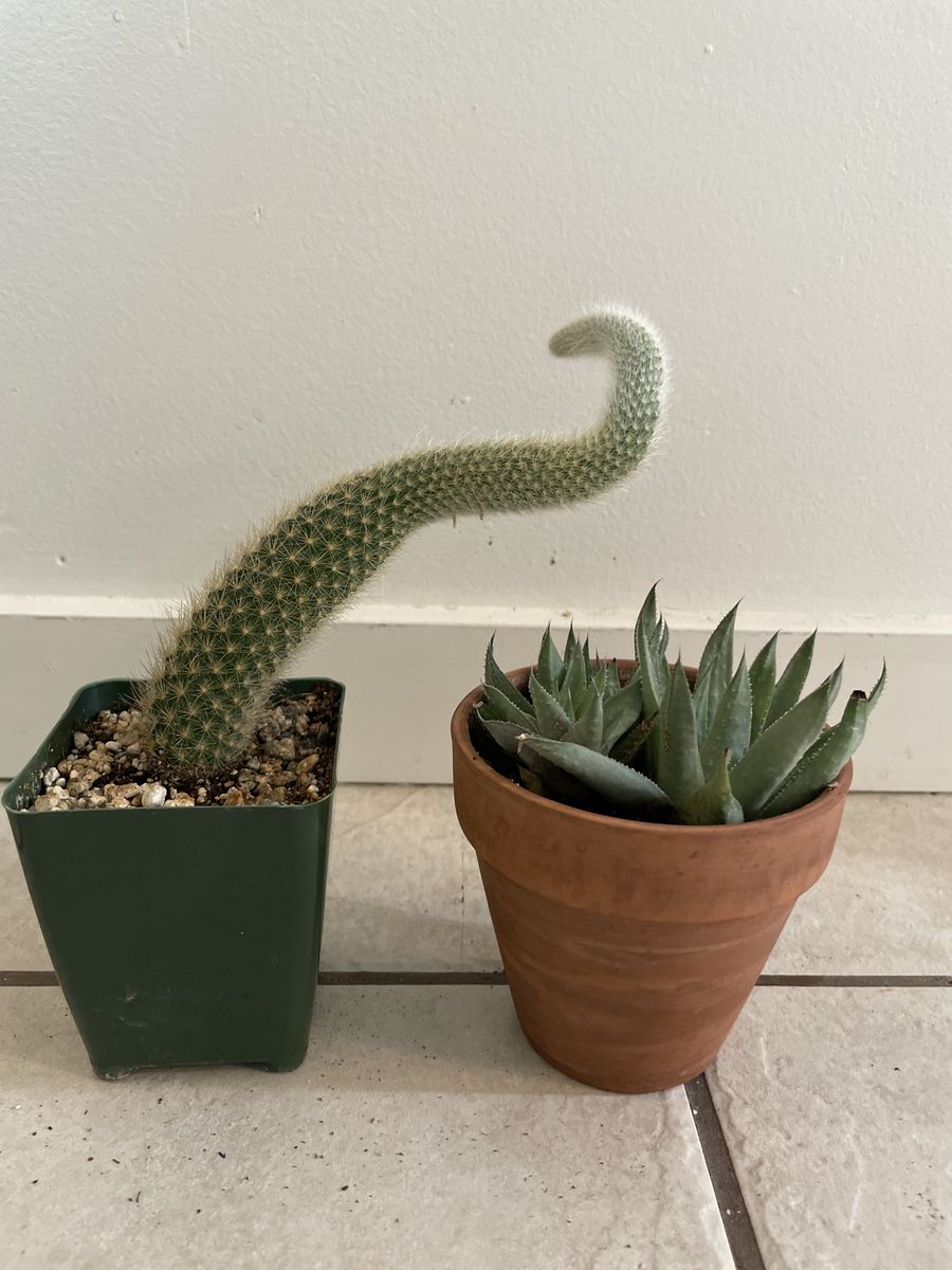 Monkey Tail Cactus and Succulent in Terra Cotta Pot
