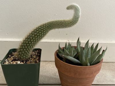 Monkey Tail Cactus and Succulent in Terra Cotta Pot