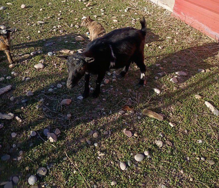 Barbados sheep/ Nigerian goats