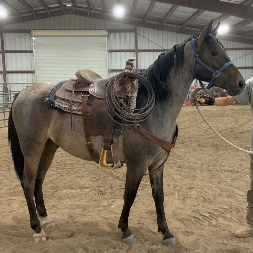 Half Arabian 3 Year Old Gelding