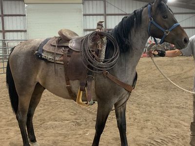 Half Arabian 3 Year Old Gelding