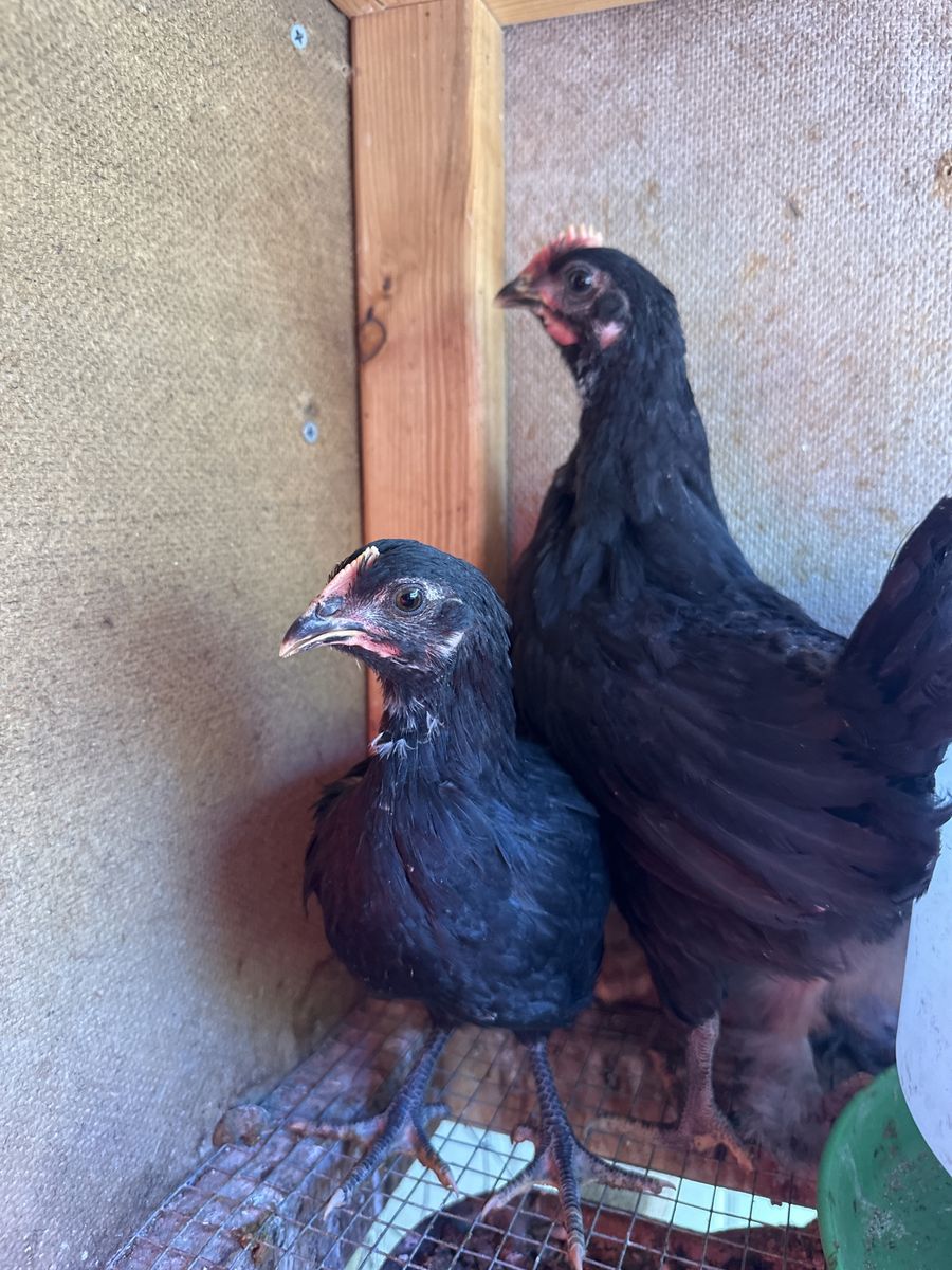 Green egger pullets
