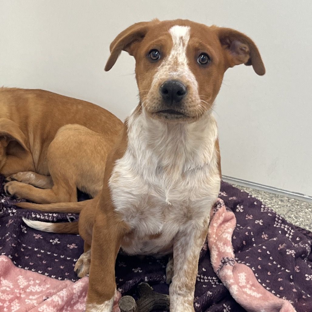 Hello my name is Konnichiwa