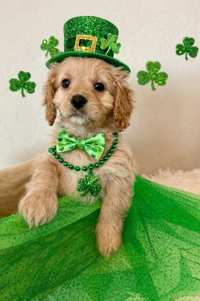 Ready NOW! F1 Mini Cavapoo Boy