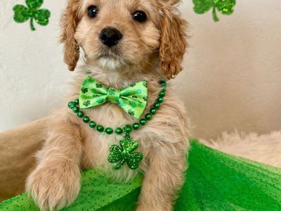 Ready NOW! F1 Mini Cavapoo Boy