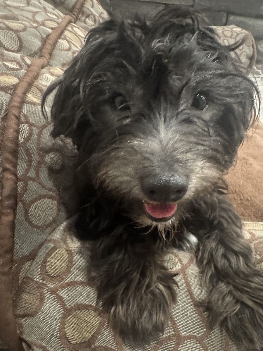 Coton de Tulear - Dog Rehome