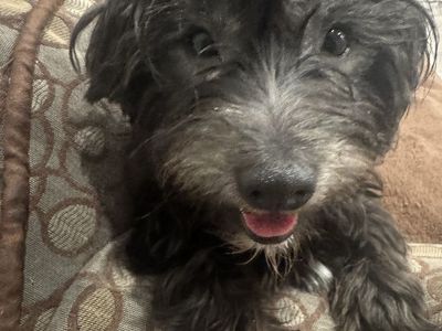Coton de Tulear - Dog Rehome