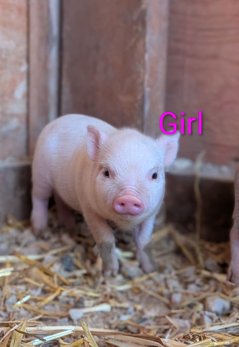 micro mini pig Juliana pigglets 4 left