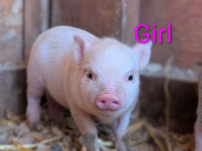 micro mini pig Juliana pigglets 4 left