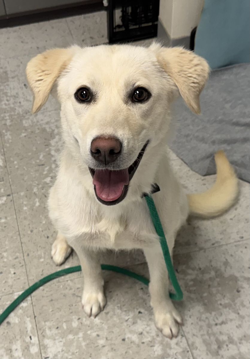 A163262 Halo is Available for Adoption!