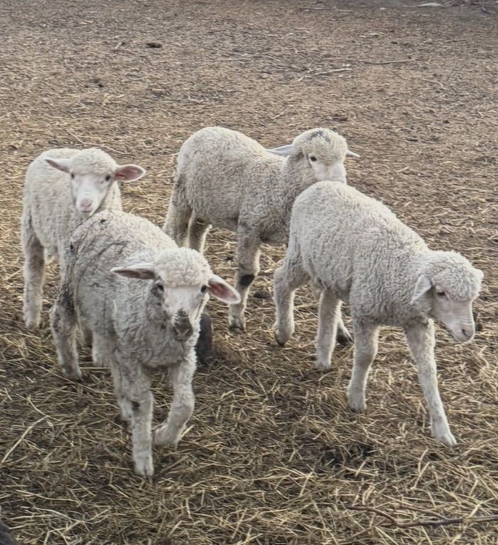 Rambouillet Cross Sheep