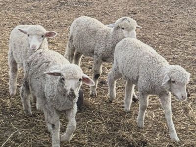 Rambouillet Cross Sheep