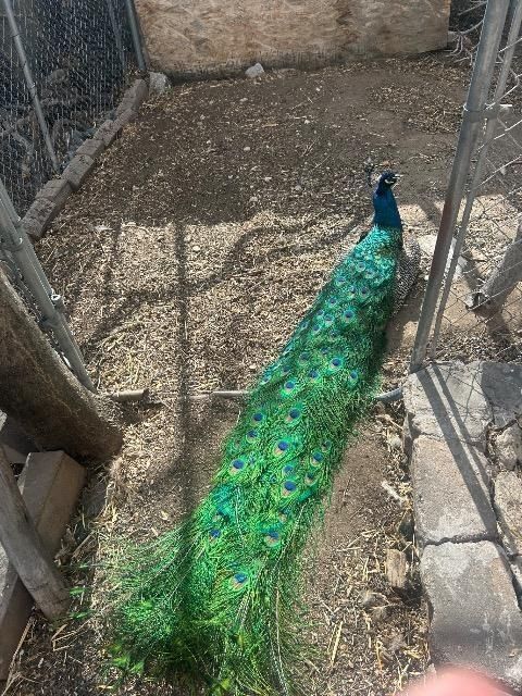 Peter and Wendy the Peafowl Pair