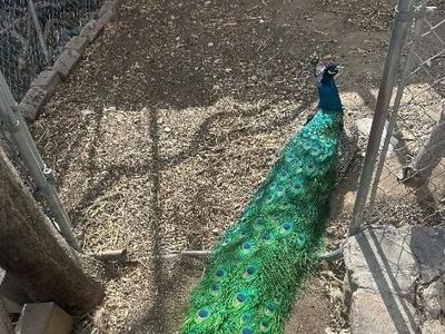 Peter and Wendy the Peafowl Pair