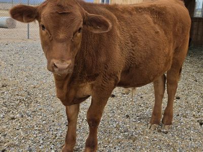 Half Red Angus Steer