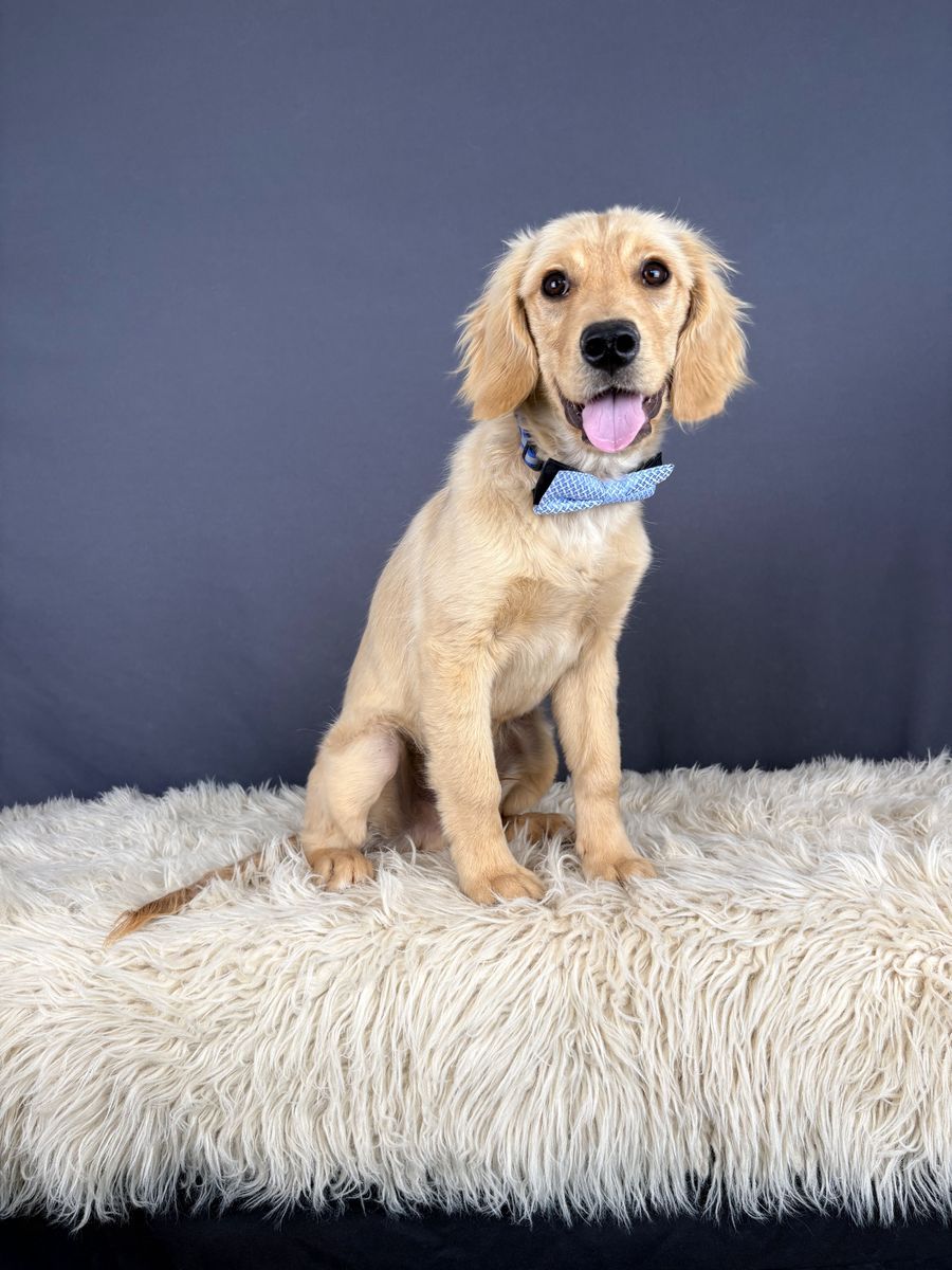 Cairo – 6 mo Low Shedding Mini Golden Retriever (Male)