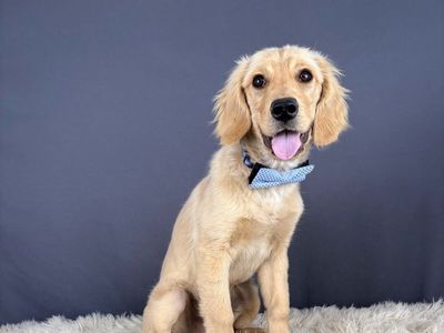 Cairo – 6 mo Low Shedding Mini Golden Retriever (Male)