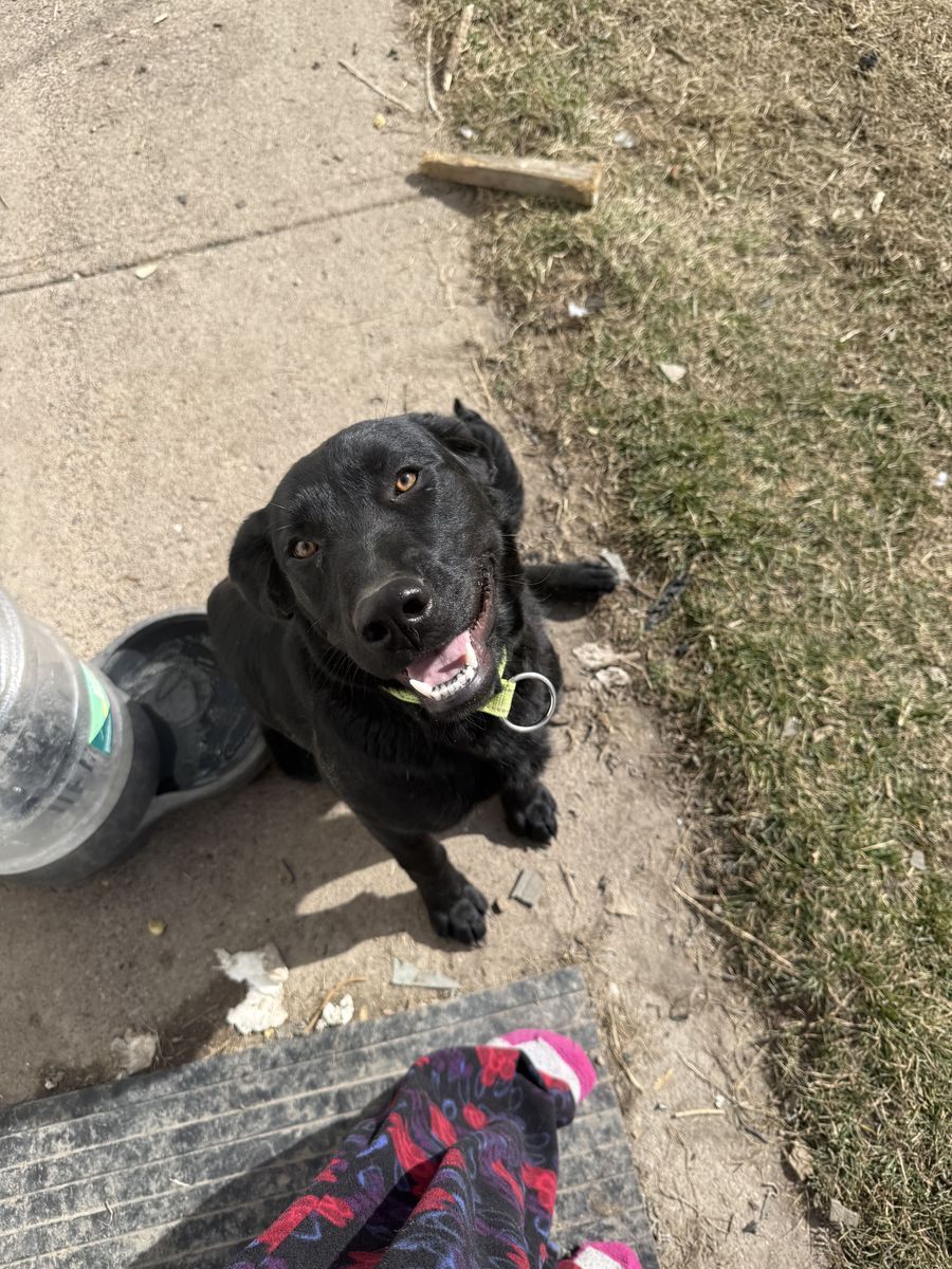 Lab/ German Shepard Mix