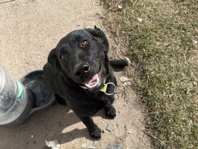 Lab/ German Shepard Mix