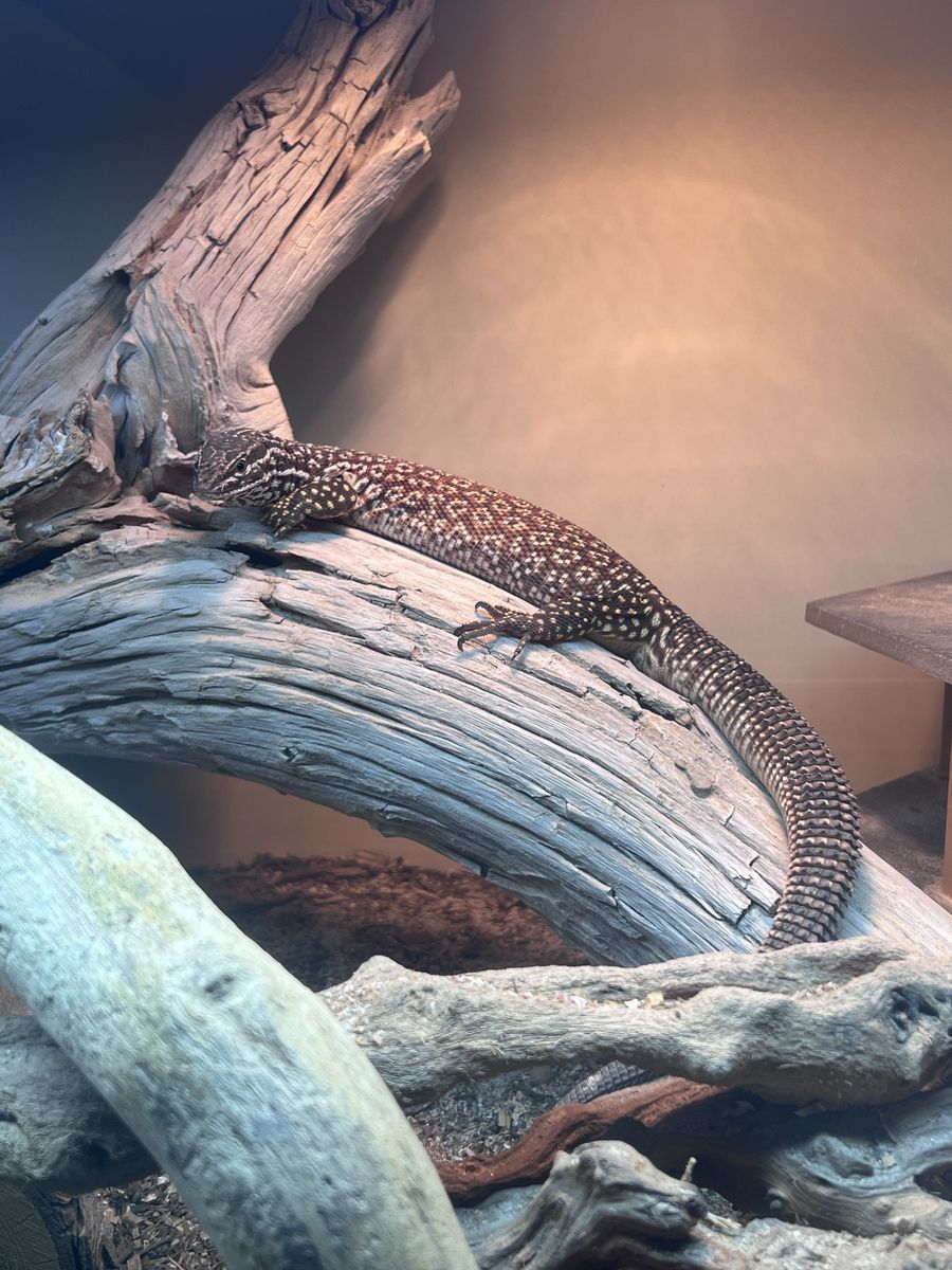 Red Ackie Monitor + entire set up