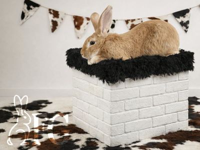 4/9 left: Quality Flemish Giant Rabbits