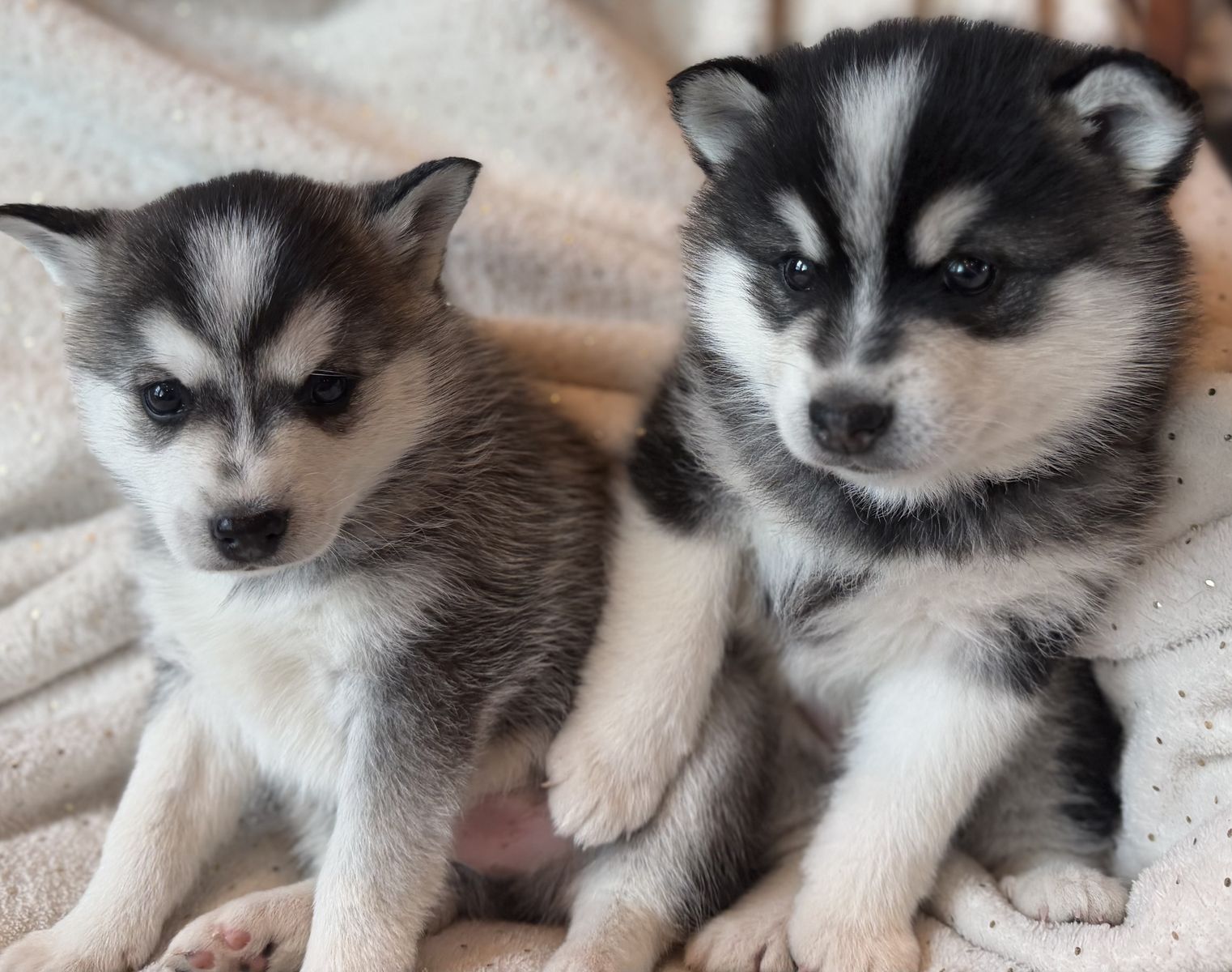 Easter Alaskan Klee Mini Husky Puppies! not Pomsky
