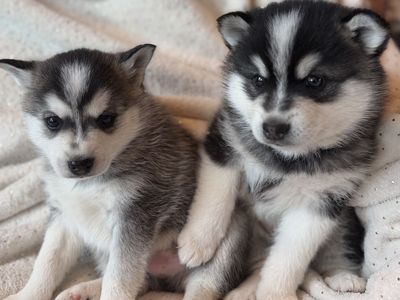 Easter Alaskan Klee Mini Husky Puppies! not Pomsky