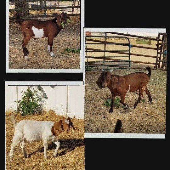 Friendly Boer Bucklings ready to go