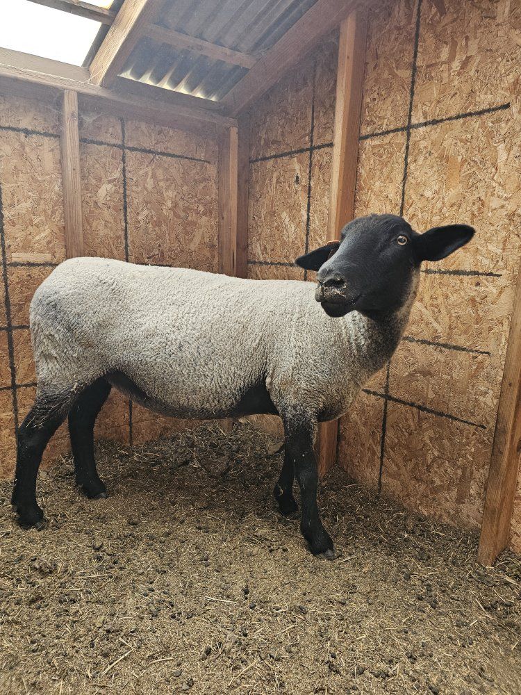 club ewe