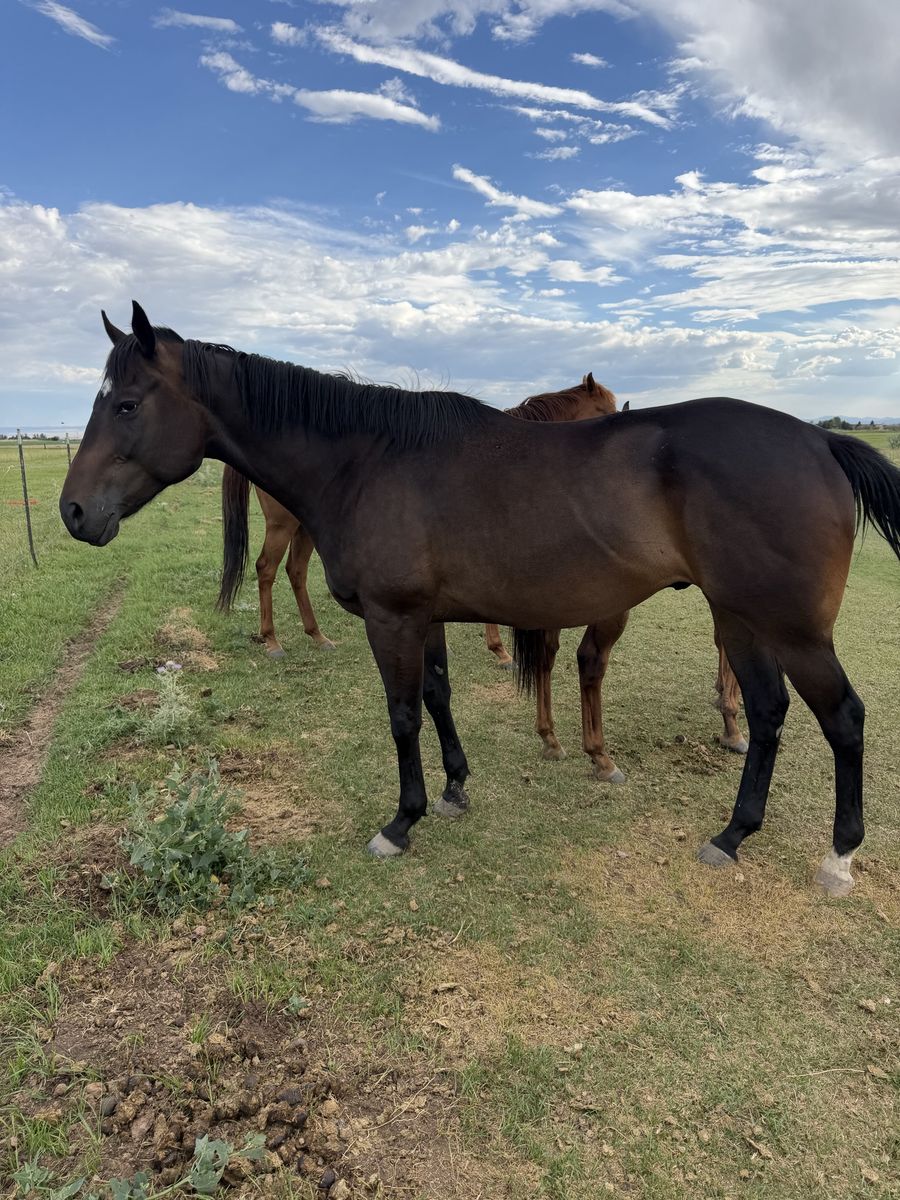 4 year old TB Gelding