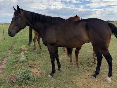 4 year old TB Gelding