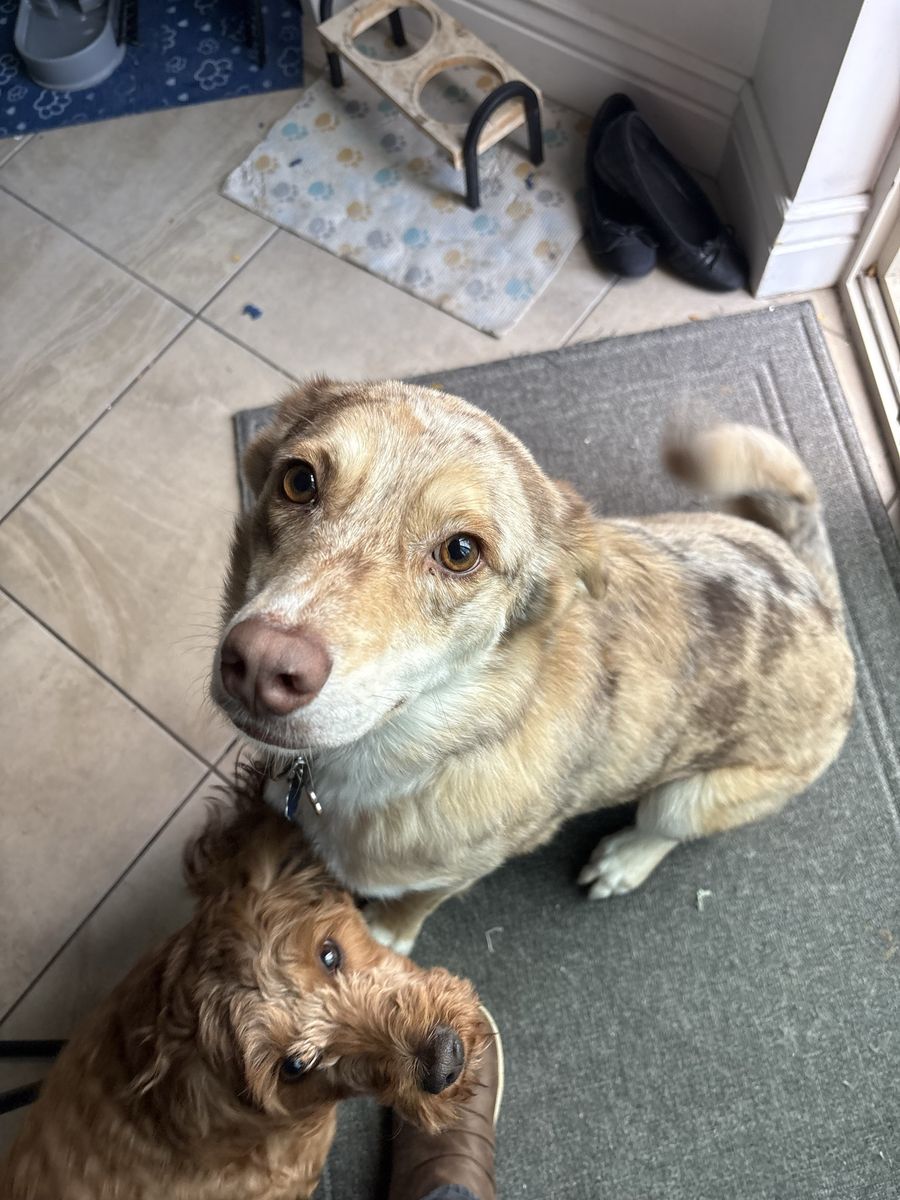 2 yr old Aussie Mix - Rehoming (Medical)