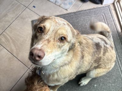 2 yr old Aussie Mix - Rehoming (Medical)
