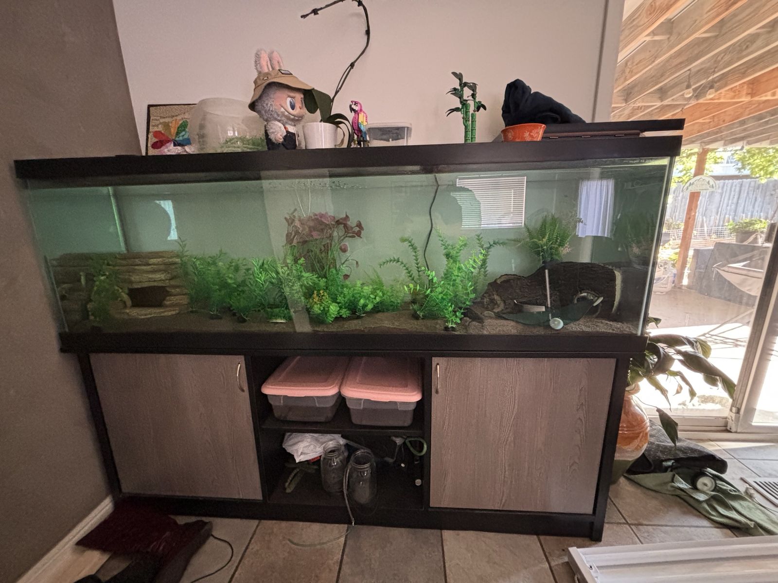 Fully equipped Axolotl tank!