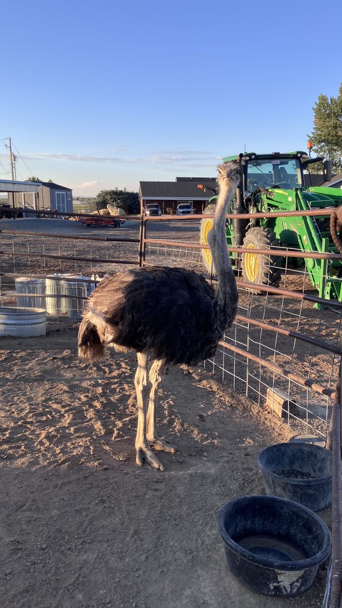 1 year old male ostrich