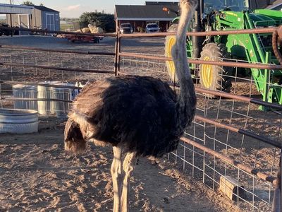 1 year old male ostrich